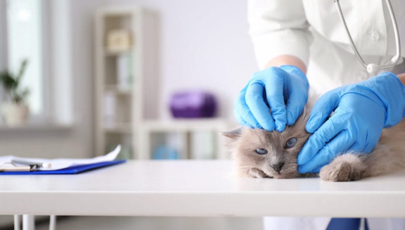 Young veterinarian examining cat in clinic